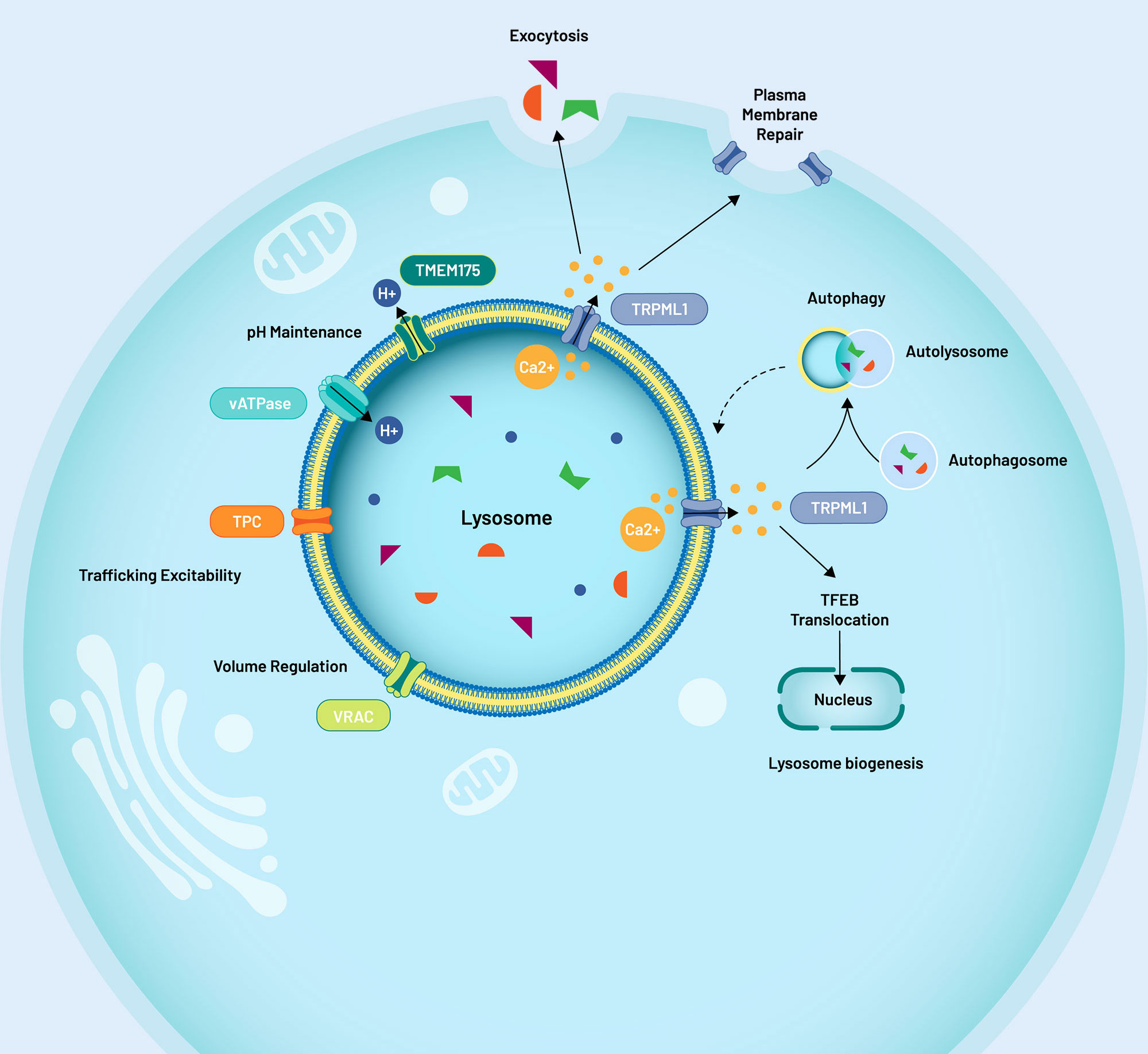 Restoring lysosomal function via ion channel modulation