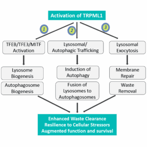 TRPML1 serves as a central switch for the autophagy–lysosomal pathway, coordinating multiple downstream mechanisms that restore proteostasis and resilience in aging neurons.