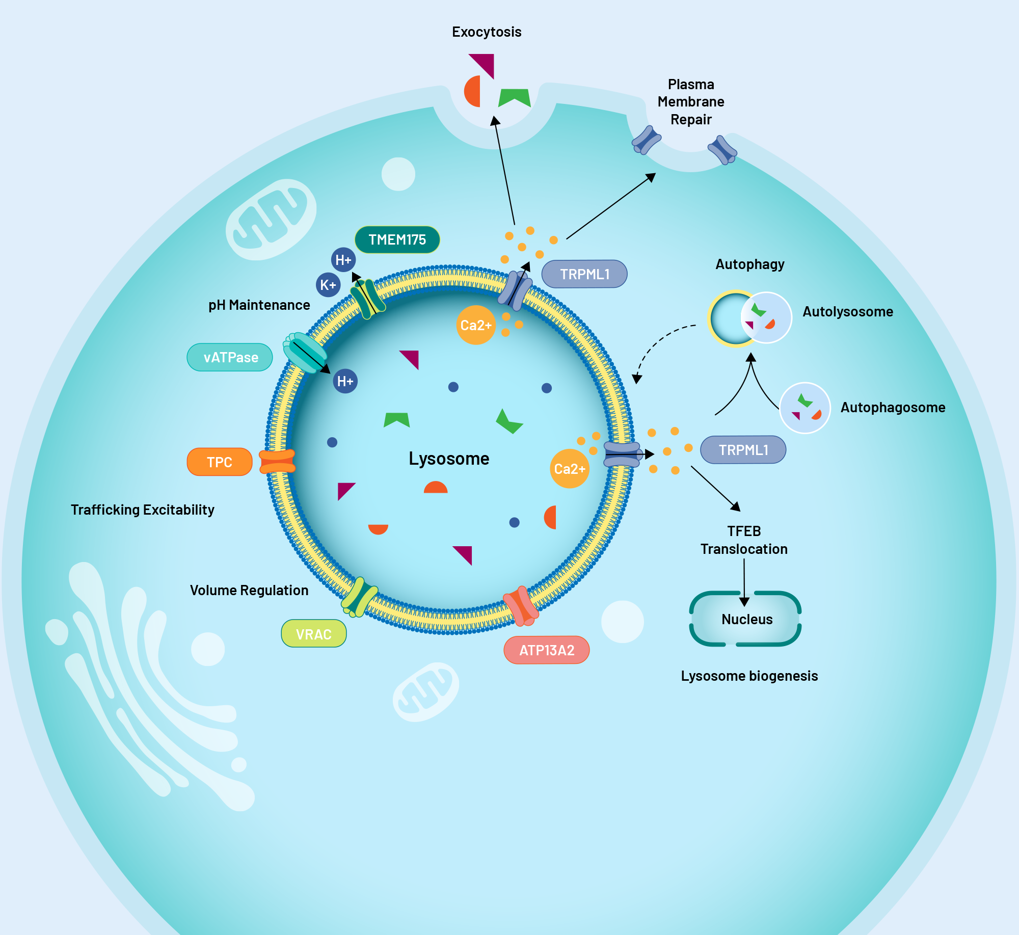Lysosomal Ion Channels: <br> Ideal Targets to Restore Autophagy–Lysosomal Function in Neurodegenerative Disorders